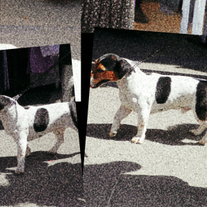 cascine 03 P01 cascine 03 P01