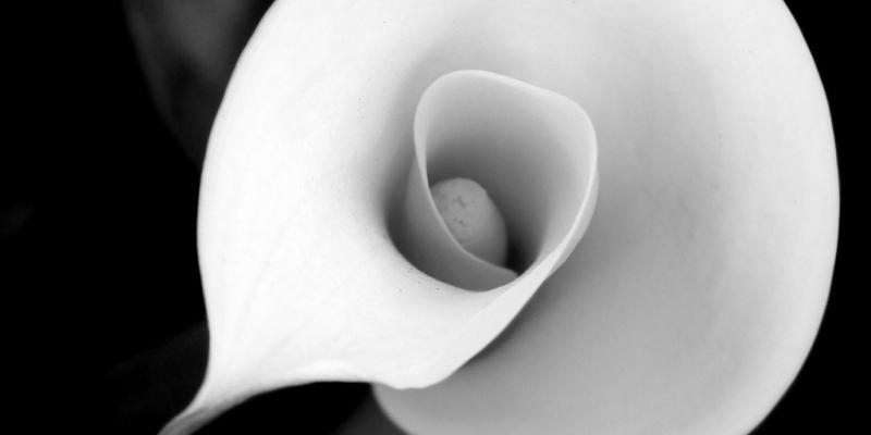 ..the elegance of nature...