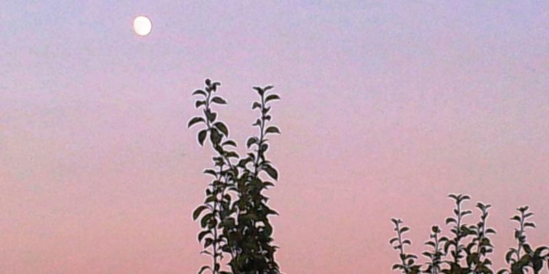 Alberi , solo Alberi , amati Alberi Alberi , solo Alberi , amati Alberi