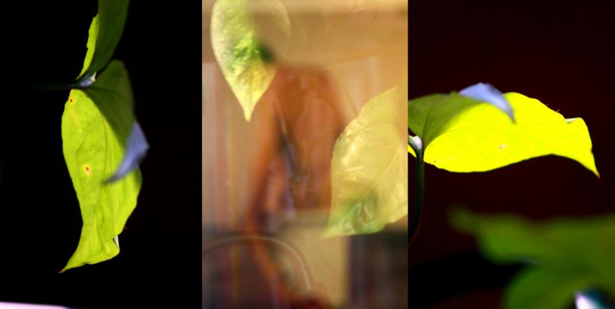 El amor duerme en el pecho del poeta