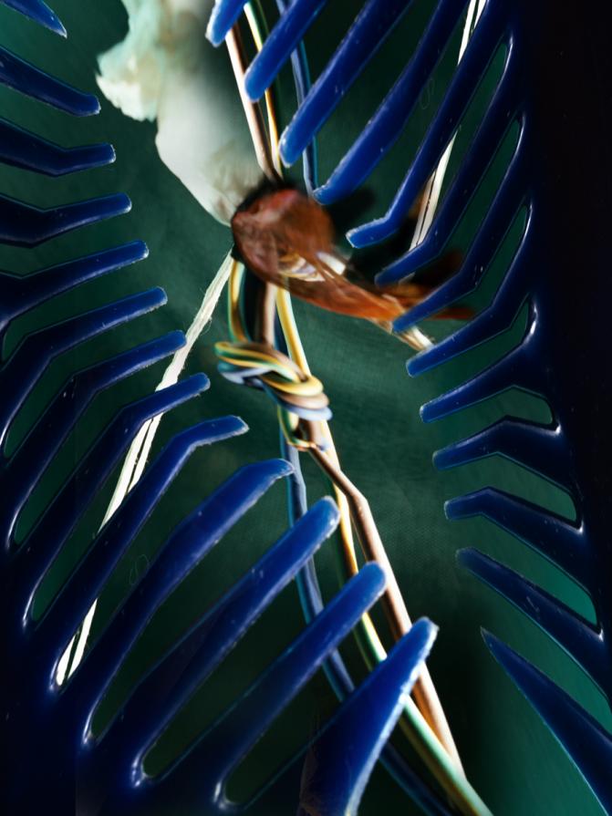 alla fine tutti i nodi vengono al pettine..( era un essere umano ) alla fine tutti i nodi vengono al pettine..( era un essere umano )