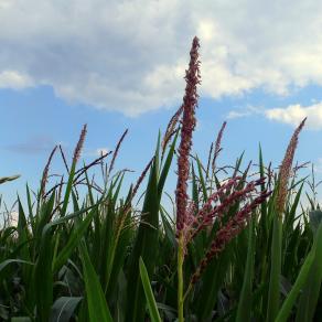 Dans le champ de maïs
