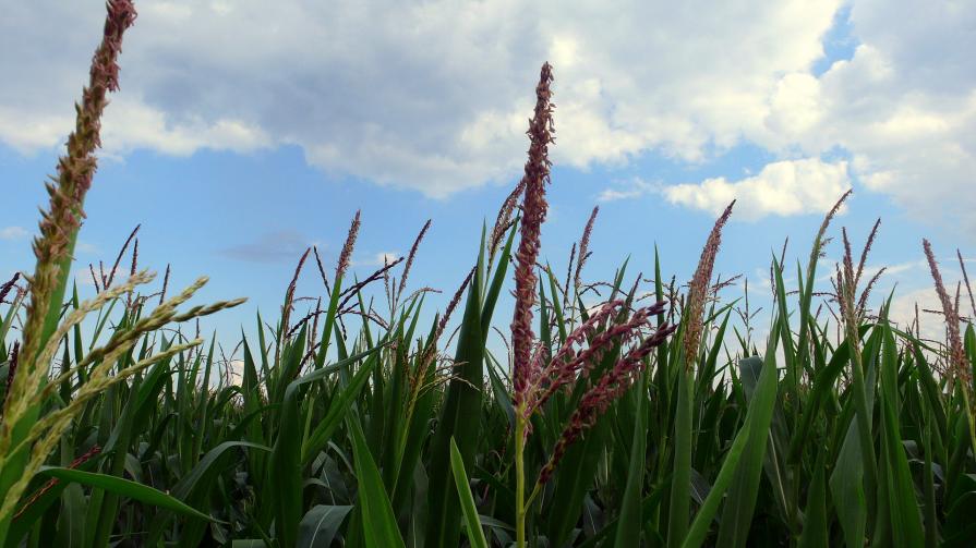 Dans le champ de maïs