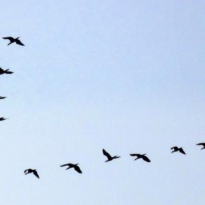 Le départ ou l'annonce de l'hiver !