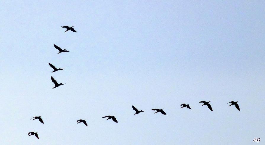 Le départ ou l'annonce de l'hiver !