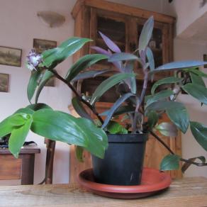 come si chiama questa pianta grassa?