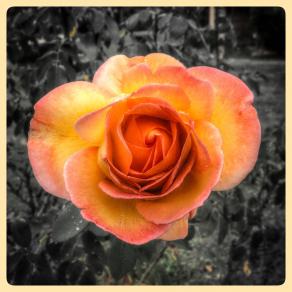 E vabbè, ogni tanto ci tocca qualche fiore