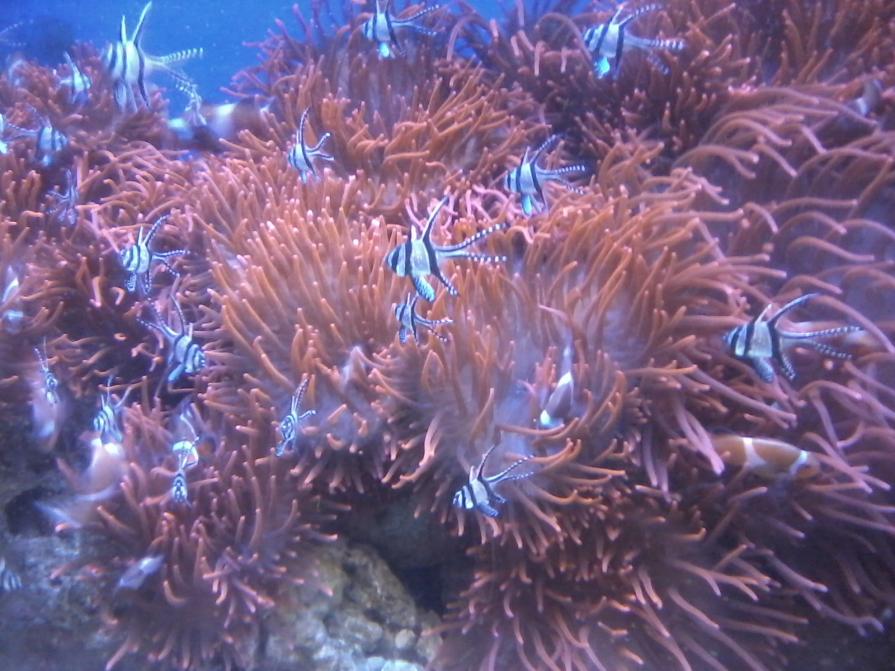L'acquario di GENOVA