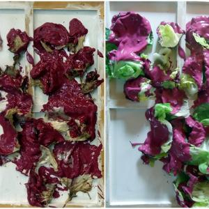 insalata romana insalata romana