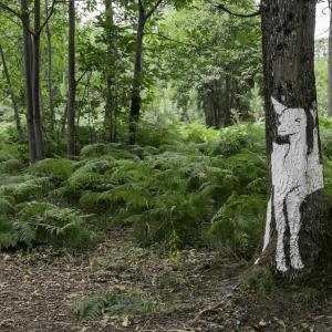 Doe side view 2 Doe side view 2