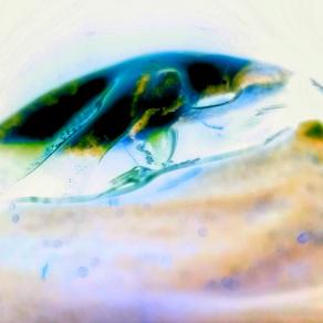 Occhio della Salvezza