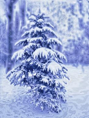 Winter tree Winter tree