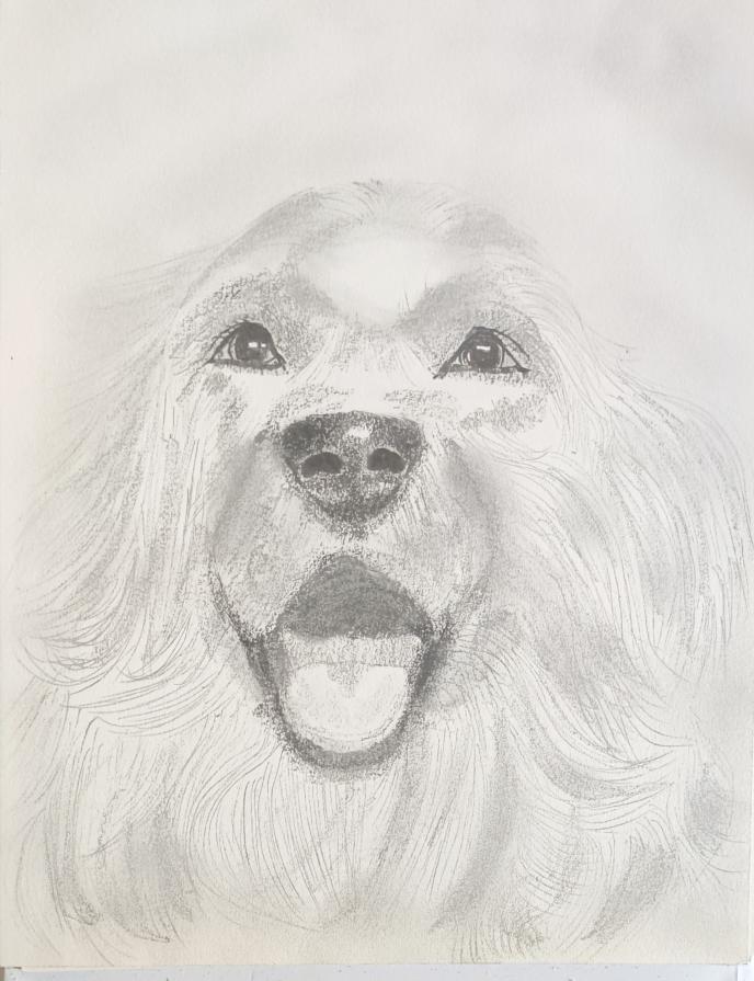               ... "Il Cuore Scodinzola" ...