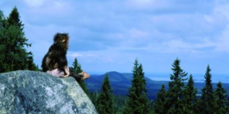 TEA MÄKIPÄÄ. Domesticated Nature TEA MÄKIPÄÄ. Domesticated Nature