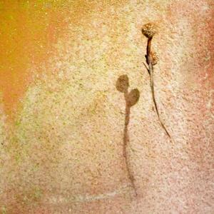 Naide Bigliardi. Stranaluce