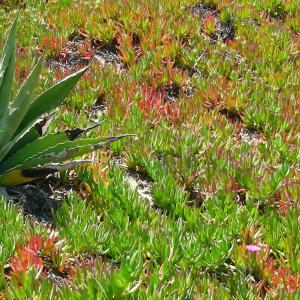 Argentina. Patagonia