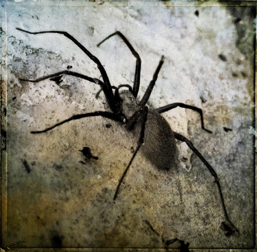 Black lace-weaver (amaurobius ferox)