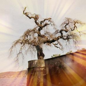 La magia della natura!