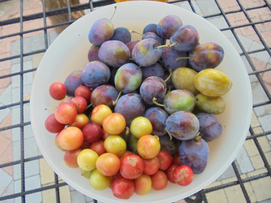 I COLORI DELLA BIODIVERSITÀ