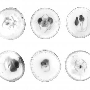 Vermentino Art Vermentino Art