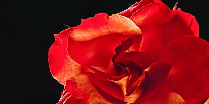 Images placed for sale Images placed for sale