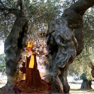 "Potentia divina gratia In Urlo d’Ulivo”di Rosa Didonna "Potentia divina gratia In Urlo d’Ulivo”di Rosa Didonna