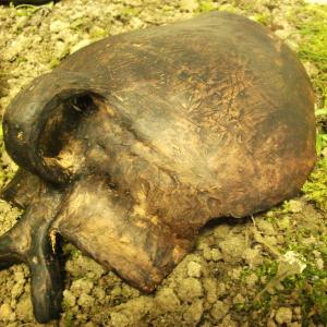 AMMETTO!!!,  ANCH'IO NON SAPEVO...