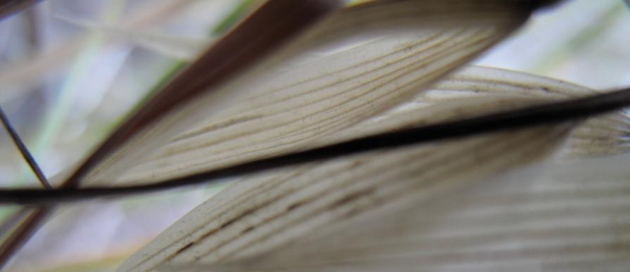 frOm The Opal Valley tOp revelatiOn