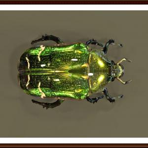 Maggiolino Cetonia aurata