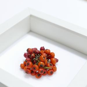 operetta vegetale operetta vegetale