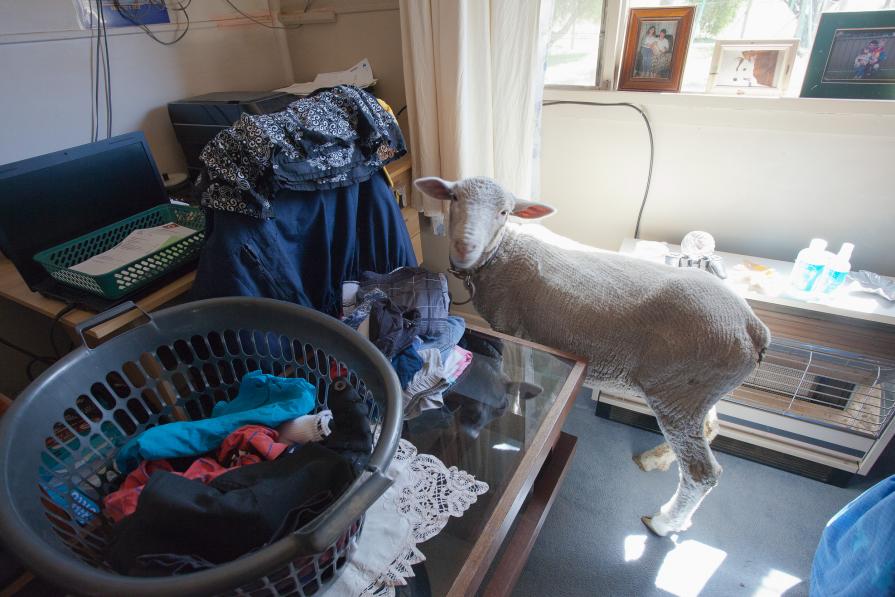 Domestic Animals: Rocky