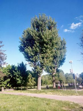 Gli alberi sono le colonne del mondo, quando gli ultimi alberi saranno stati tagliati, il cielo cadrà sopra di noi !!!!