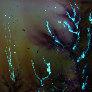 Corals and light, tecnica mista e resine fluorescenti cm 120x100 al buio