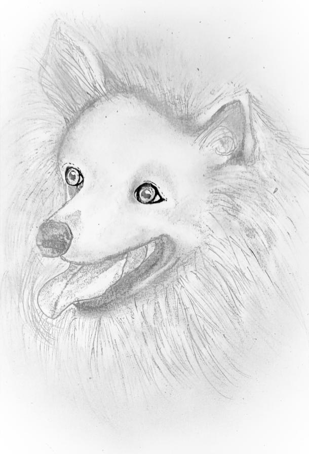         ...Un cane è un cuore su quattro zampe...