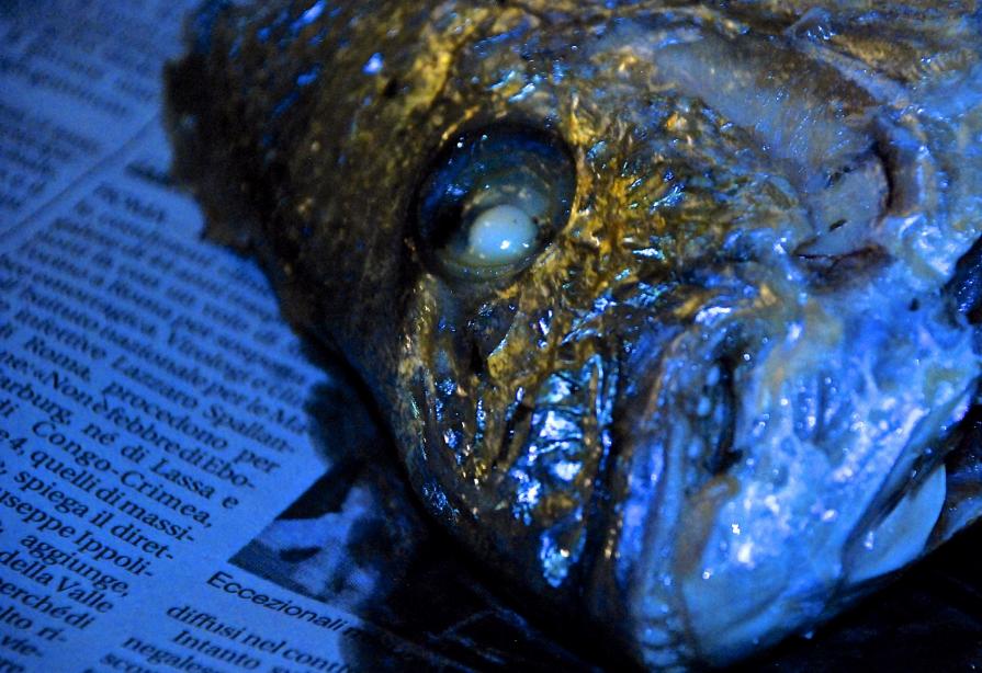 The Oracle The Oracle