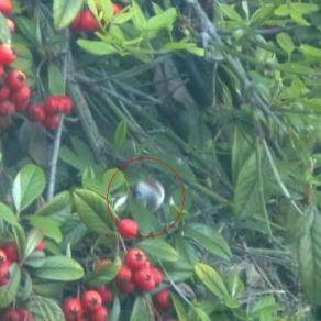 PULIZIA ECOSOSTENIBILE