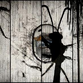 In cosa mi sto trasformando ?