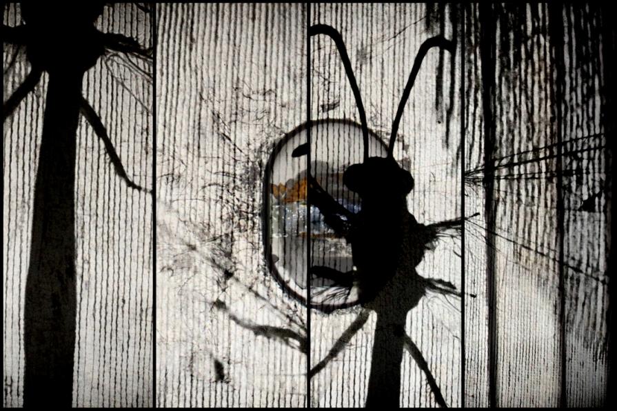 In cosa mi sto trasformando ?