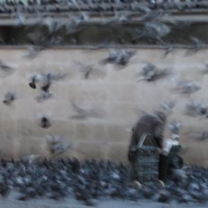 The Birdman 2 The Birdman 2