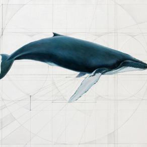 Megaptera Novaeangliae