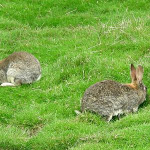 Argentina. Patagonia