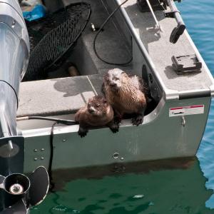 USA. Alaska 1/3. Forme di vita