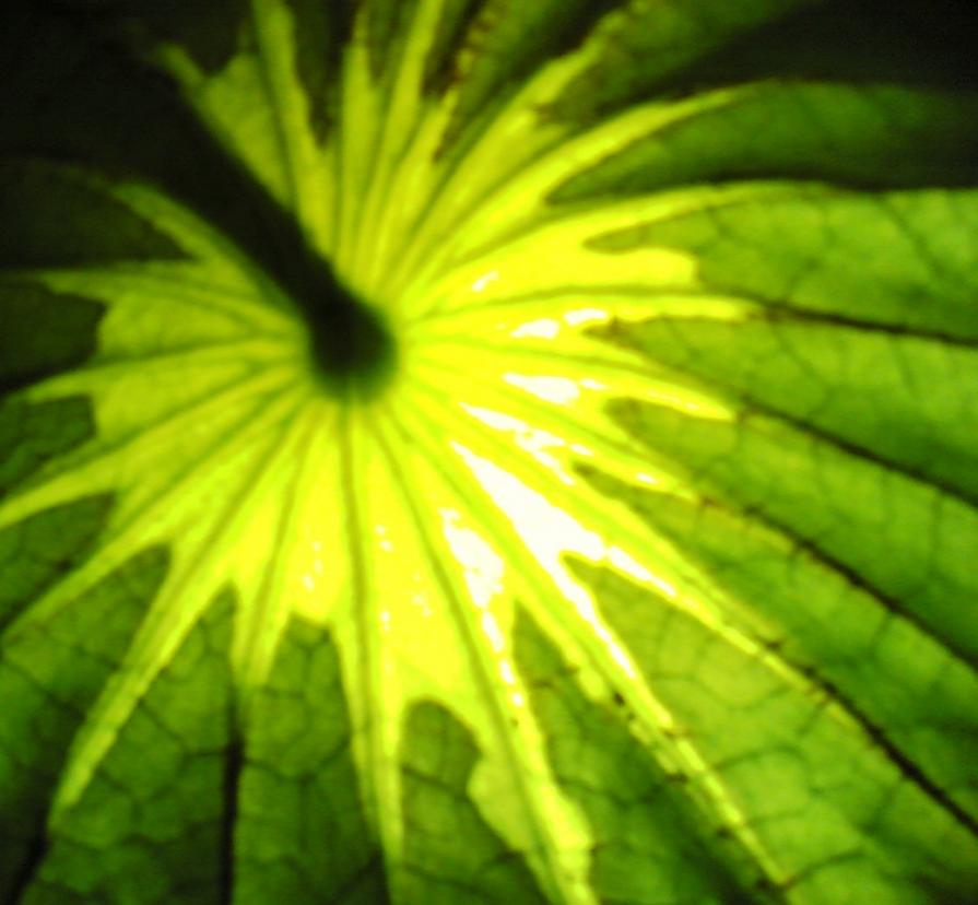 SOLE VERDE attraversato da cometa 