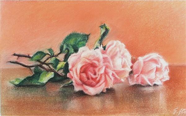 Gianfranco Castelli - Rose Gianfranco Castelli - Rose