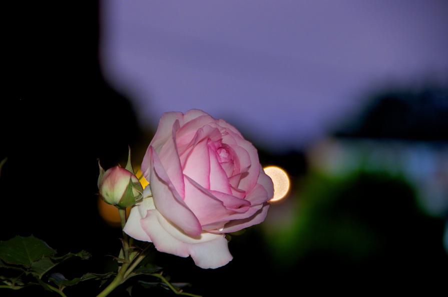 Rosa di notte