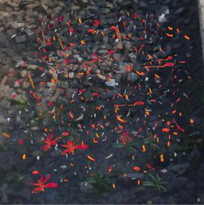 Cigarette Butts in red