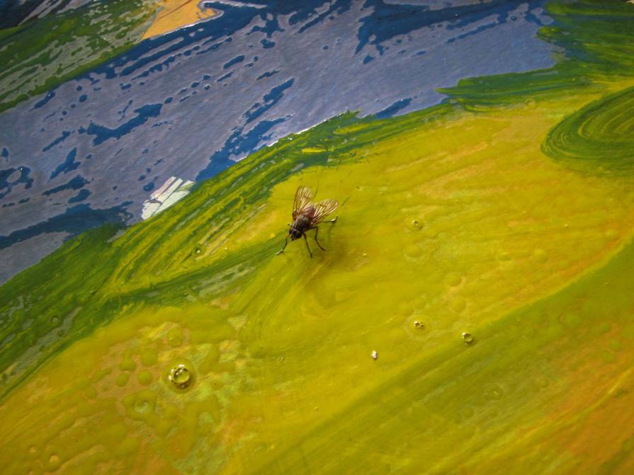 fly and wet acrylic on paper