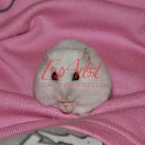 Batuffolo di neve, occhi d'onice