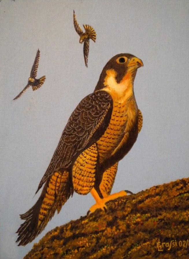 LG 0230 - Il falco pellegrino