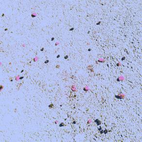 Petali di Rosa Strappate dal Vento